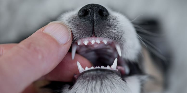 Hund hat gebissen Wie bestrafen?